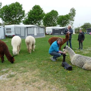 Alpaca camping aan de Waterspiegel image 2