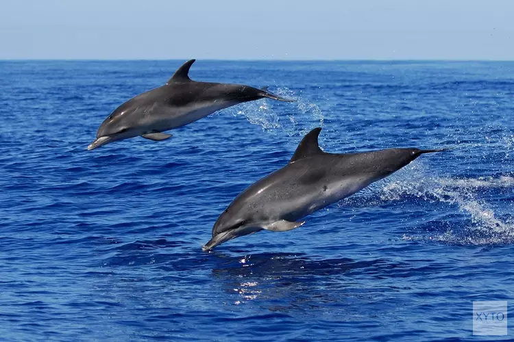 Dierenorganisatie World Animal Protection start SMS-actie voor dolfijnen