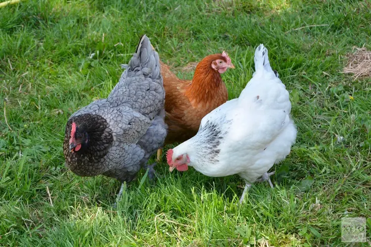 Geen loslopende kippen en hanen meer op Arnestein