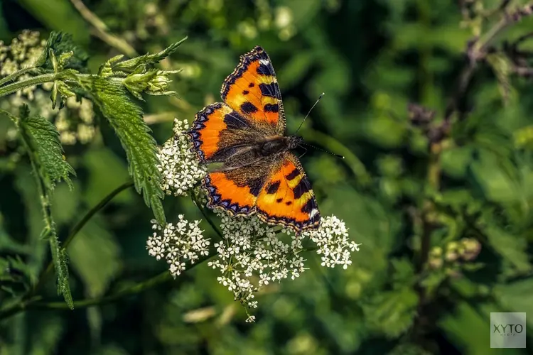 Steeds minder vlinders, ook afname algemeen voorkomende soorten