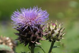 Provinciale distelverordening: vóór bloei verplicht maaien