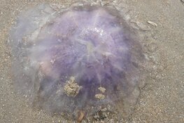 Waarschuwing Japanse Kruiskwal bij Grevelingendam Badstrand ingetrokken