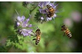 Basisscholen krijgen bijenles dankzij nieuw educatieprogramma van de Bijenstichting