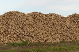 Suikerbieten vallen nu ook in december onder faunaschaderegeling
